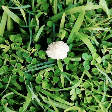 Tiny parasola plicatilis mushroom in fresh clover patch, minimalist autumn macro nature concept