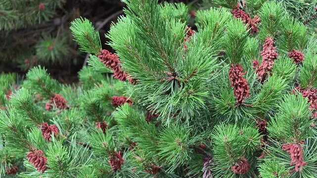 Close-up of pine tree branches with red male cones