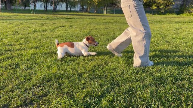 a playful Jack Russell terrier on a green meadow. walking pets