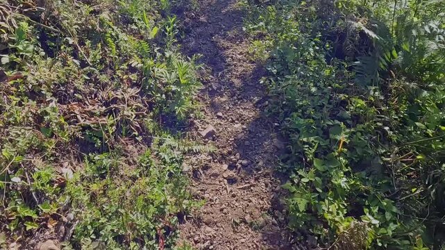 Hiker stepping in close-up along narrow rocky trail, placing boot beside plants and trekking pole on uneven ground for hiking safety, footwork training, mountain travel, and outdoor route footage