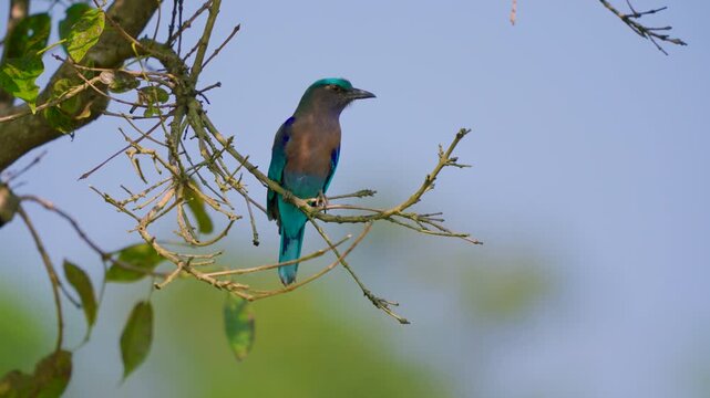 Indian roller bird perched on dry tree branch against clear blue sky in nature.