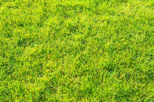 Fresh Green Grass Texture Background for Lawn and Nature Designs