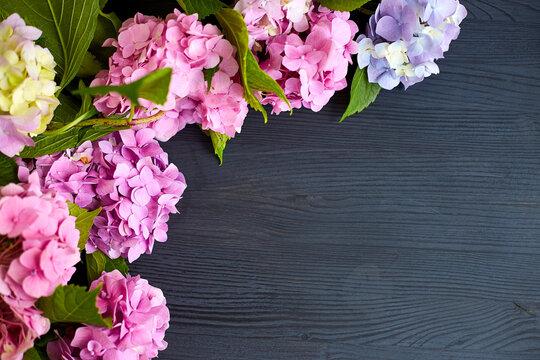 Pink and Purple Hydrangea Flowers on Dark Wooden Background