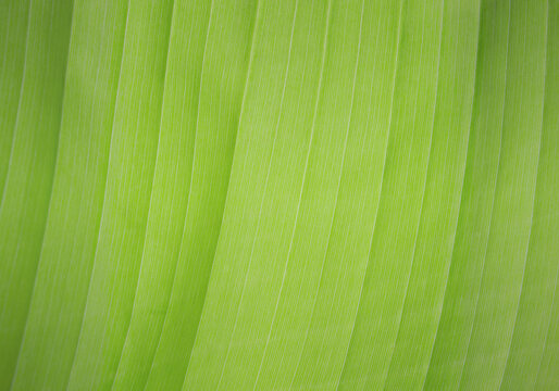 Macro Texture of Vibrant Green Banana Leaf Veins