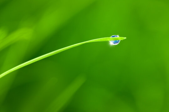 Dew Drop on Green Grass Blade with Blue Sky Reflection