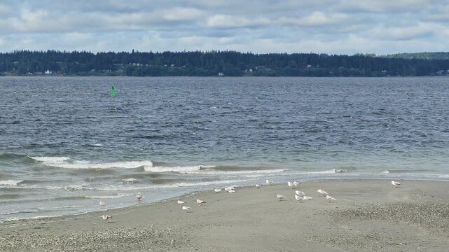 Seagulls on Sandy Beach with Forested Shoreline Background