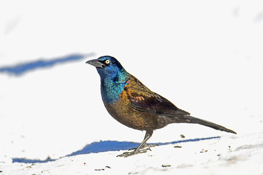 common grackle