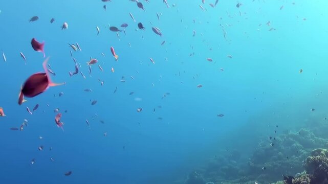 An ethereal ballet unfolds as myriad colorful fish glide through translucent azure waters.