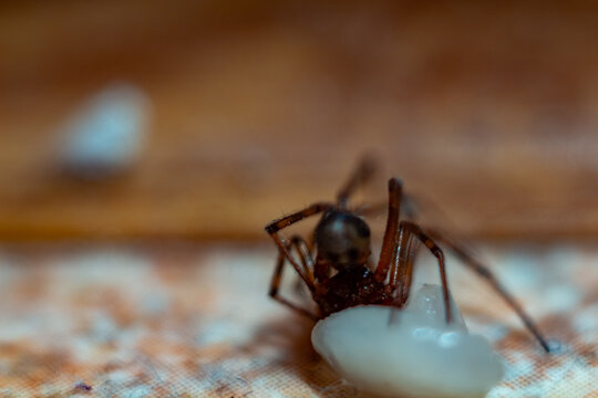 Small brown spider eating a white insect on a textured fabric surface
