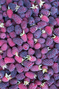 Fresh Ripe Raspberries Background in Vertical Format