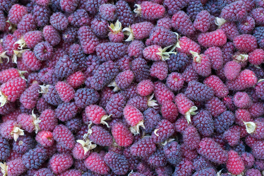 Natural Raspberry Background with Fresh Ripe Berri