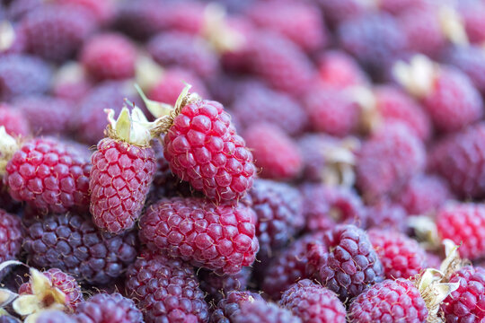 Detailed Close-Up of Fresh Ripe Raspberries with Selective Focus
