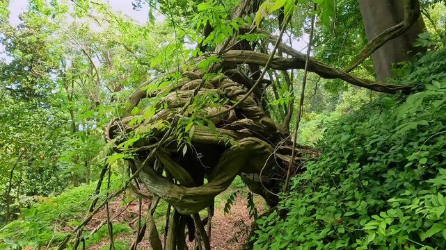 Camera moving past tangled vines close-up in Batumi Botanical Garden, Georgia, showing twisted trunks and dense plant growth for travel tourism, park ecology, subtropical vegetation, and garden