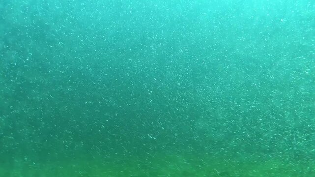 Underwater view of dense school of small fish swimming in green water