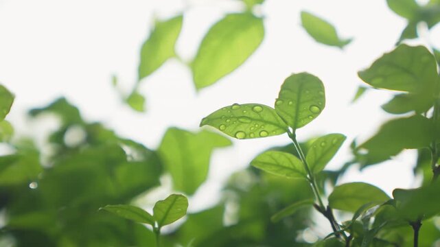Fresh green leaves with water droplets after rain.