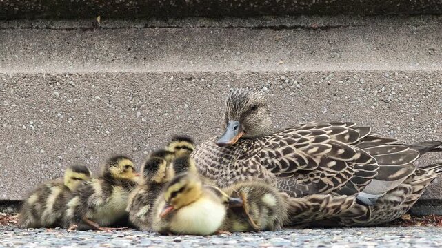 Mallard duck with ducklings resting on pavement