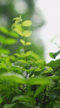Fresh green leaves with water droplets after rain.