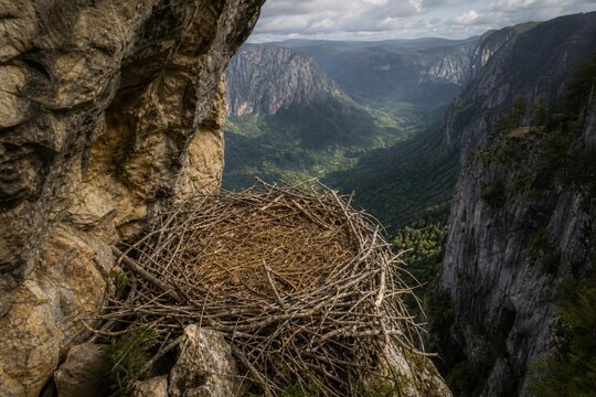 Large eagle's nest of sticks in a cliff crevice overlooking a valley.