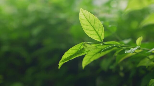 Fresh green leaves with water droplets after rain.