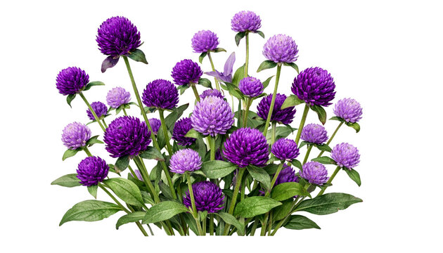 Purple and lavender Gomphrena flowers (Globe Amaranthus), isolated on transparent background.