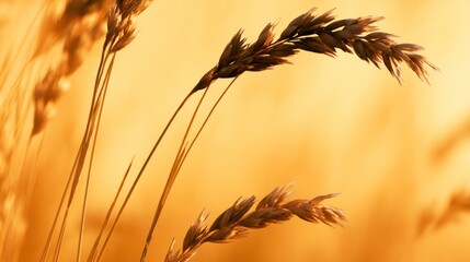 Fototapeta premium Close-up of wheat ears swaying in golden sunset field backlit with warm natural light