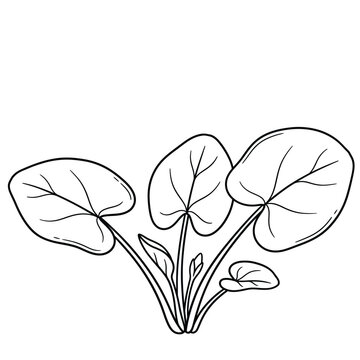 spinach amaranth leaves line art vector illustration