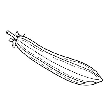 angled luffa vegetable line art vector illustration