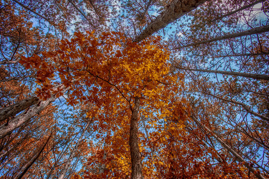 autumn in the forest