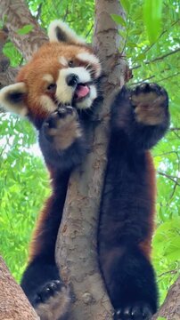  A sleepy red panda resting and lazing on a tree branch, slowly falling asleep.Red pandas spend most of their lives in trees and are most active during dawn and dusk.