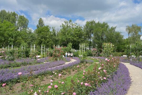 Rosengarten auf dem Petrin H&uuml;gel, Prag, Tschechien