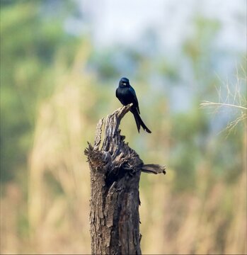 Beautiful close-up view of Indian black drongo bird stand on the black dry tree trunk and searching some food and watching birds. Isolated on blurry greenery trees nature park area view in background.
