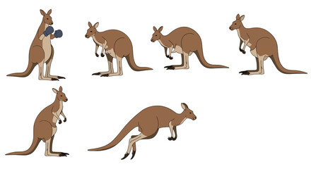 Obraz premium Sequence of kangaroo illustrations showing different behaviors like boxing, standing, hopping, and looking back on a white background.