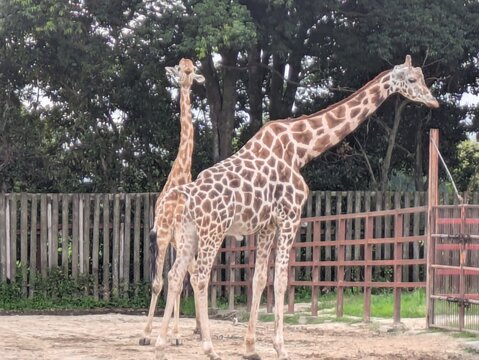 動物園で過ごす2頭のキリン