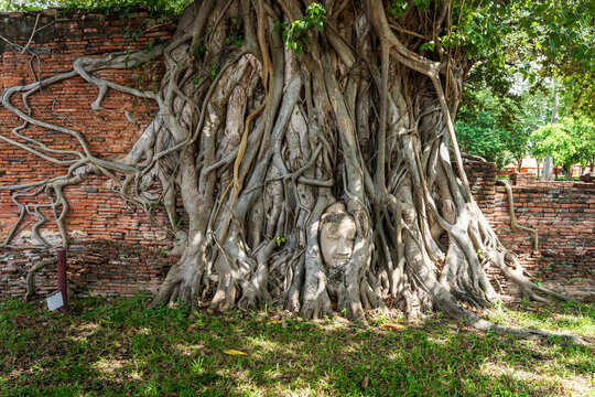 Famous ancient stone Buddha head enveloped by the roots of a banyan tree at Wat Mahathat, Ayutthaya Historical Park, Thailand.