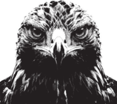 Intense hawk portrait in halftone against stark white background for graphic design