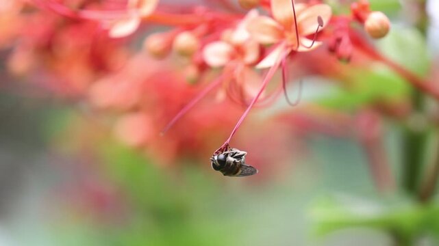 Bee clinging to red tropical flower stamen close up macro insect pollinator feeding on nectar petal texture soft orange and coral bokeh warm natural light shallow depth of field delicate summer scene