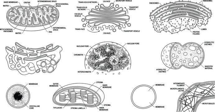 Professional cell biology diagrams of organelles including mitochondria nucleus and chloroplast with technical labels.