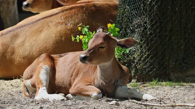 Young baby Banteng, Bos javanicus or Red Bull. It is a type of wild cattle But there are key characteristics that are different from cattle and bison: a white band bottom in both males and females.