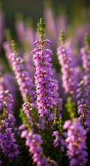Obraz premium Close-up of vibrant purple heather flowers in full bloom.
