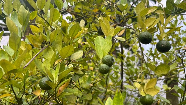 Calamansi plant set against a natural garden background.