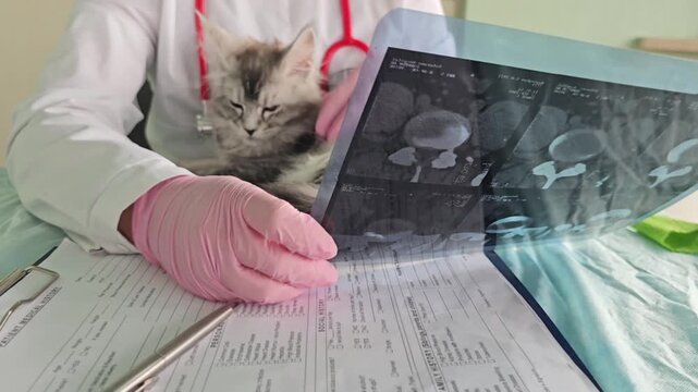 Veterinarian checks x-ray of cat while cat relaxes on table at clinic