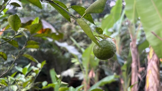 Calamansi plant set against a natural garden background.