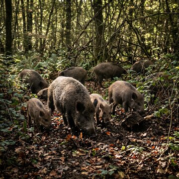 Wild Boar Family Foraging in a Lush Forest Environment.