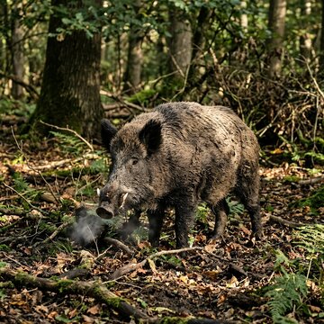 Wild Boar Standing in a Dense Forest Floor with Foliage.