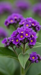 Obraz premium Vibrant Purple Cynoglossum Flowers in Full Bloom - A Close-Up.