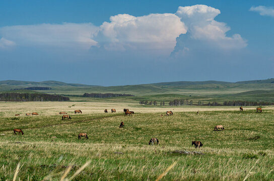 The Southern Urals, a herd of horses in the Trans-Ural steppe.