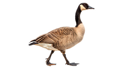 Wild Canadian goose standing looking sideways waterfowl bird isolated on transparent background © Hanna