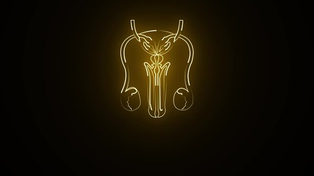 glowing neon Male reproductive organs icon animation on black background. Healthcare body part icon. The testes are the primary male reproductive organs 4k video,,