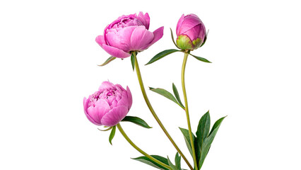 Bouquet of beautiful pink peony flowers blossom flora isolated on transparent background © Hanna