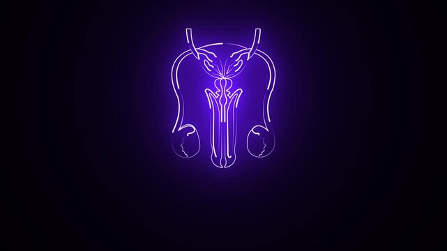 glowing neon Male reproductive organs icon animation on black background. Healthcare body part icon. The testes are the primary male reproductive organs 4k video,,